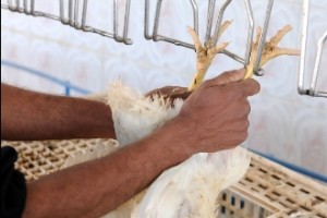 workers hands holding the body of a chicken for factory processing