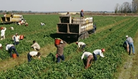 undocumented field workers